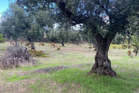 Helårsgrund i Castelo Branco, Castelo Branco, Castelo Branco - € 55.000 | Ref: C0434-00543 - foto 5