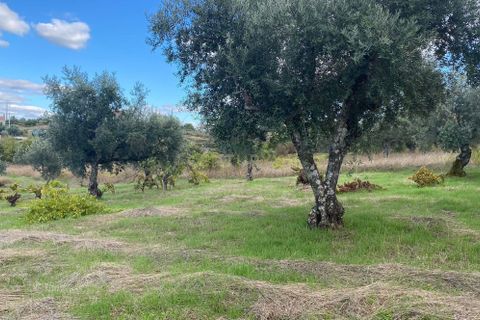 Helårsgrund i Castelo Branco, Castelo Branco, Castelo Branco - € 55.000 | Ref: C0434-00543 - foto 7