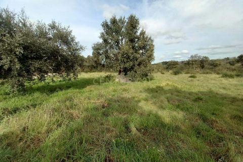 Helårsgrund i Castelo Branco, Castelo Branco, Castelo Branco - € 12.500 | Ref: C0434-00675 - foto 9