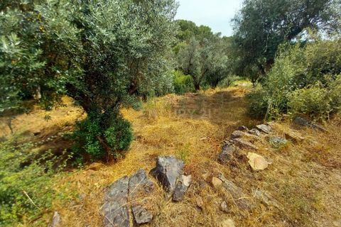 Helårsgrund i Castelo Branco, Castelo Branco, Castelo Branco - € 5.000 | Ref: C0434-01060 - foto 1