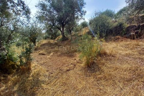 Helårsgrund i Castelo Branco, Castelo Branco, Castelo Branco - € 5.000 | Ref: C0434-01060 - foto 2