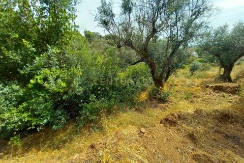 Helårsgrund i Castelo Branco, Castelo Branco, Castelo Branco - € 5.000 | Ref: C0434-01060 - foto 5