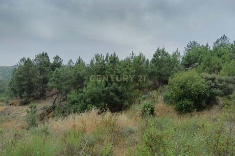 Helårsgrund i Castelo Branco, Castelo Branco, Castelo Branco - € 15.000 | Ref: C0434-01076 - foto 8