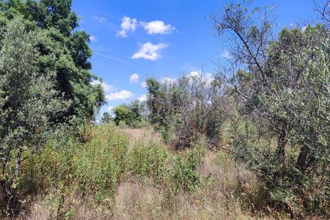 Tomt i Ninho do Acor, Castelo Branco, Ninho do Acor - € 11 950 | Ref: C0434-00168 - foto 5