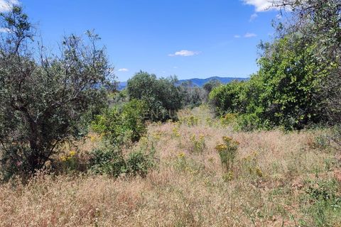 Tomt i Ninho do Acor, Castelo Branco, Ninho do Acor - € 11 950 | Ref: C0434-00168 - foto 6