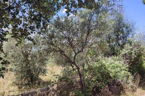 Tomt i Ninho do Acor, Castelo Branco, Ninho do Acor - € 11 950 | Ref: C0434-00168 - foto 9