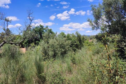 Tomt i Ninho do Acor, Castelo Branco, Ninho do Acor - € 11 950 | Ref: C0434-00168 - foto 10