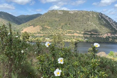 Helårsgrund i Nisa, Portalegre, Nisa - € 43.500 | Ref: C0434-00341 - foto 4