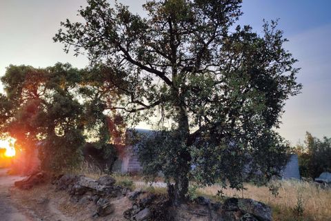 Helårsgrund i Castelo Branco, Castelo Branco, Castelo Branco - € 15.000 | Ref: C0434-00389 - foto 2