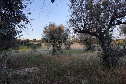 Helårsgrund i Castelo Branco, Castelo Branco, Castelo Branco - € 15.000 | Ref: C0434-00389 - foto 12