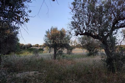 Helårsgrund i Castelo Branco, Castelo Branco, Castelo Branco - € 15.000 | Ref: C0434-00389 - foto 14