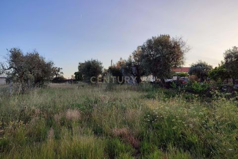Helårsgrund i Castelo Branco, Castelo Branco, Castelo Branco - € 15.000 | Ref: C0434-00389 - foto 15