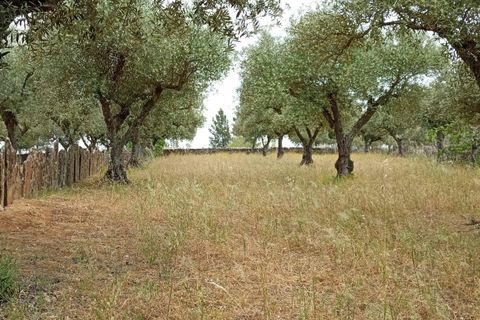 Helårsgrund i Castelo Branco, Castelo Branco, Castelo Branco - € 30.000 | Ref: C0434-00402 - foto 2
