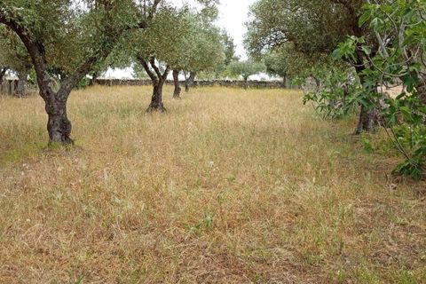 Helårsgrund i Castelo Branco, Castelo Branco, Castelo Branco - € 30.000 | Ref: C0434-00402 - foto 3