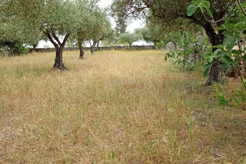 Helårsgrund i Castelo Branco, Castelo Branco, Castelo Branco - € 30.000 | Ref: C0434-00402 - foto 4
