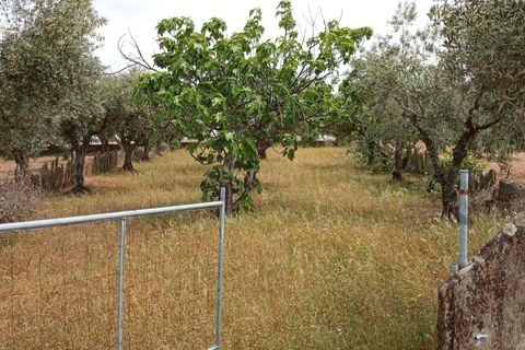 Helårsgrund i Castelo Branco, Castelo Branco, Castelo Branco - € 30.000 | Ref: C0434-00402 - foto 5