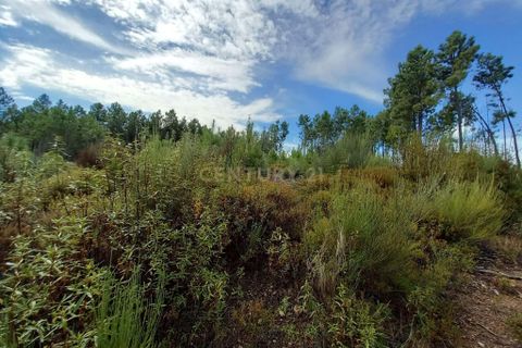 Terra a Ninho do Acor, Castelo Branco, Ninho do Acor - € 9.500 | Ref: C0434-00532 - foto 7