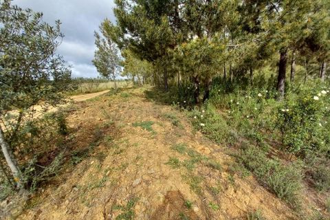 Terra a Ninho do Acor, Castelo Branco, Ninho do Acor - € 27.500 | Ref: C0434-00709 - foto 3