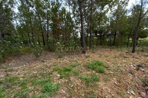 Terra a Ninho do Acor, Castelo Branco, Ninho do Acor - € 27.500 | Ref: C0434-00709 - foto 5