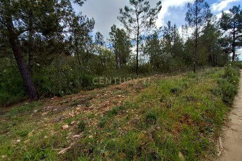 Terra a Ninho do Acor, Castelo Branco, Ninho do Acor - € 27.500 | Ref: C0434-00709 - foto 7