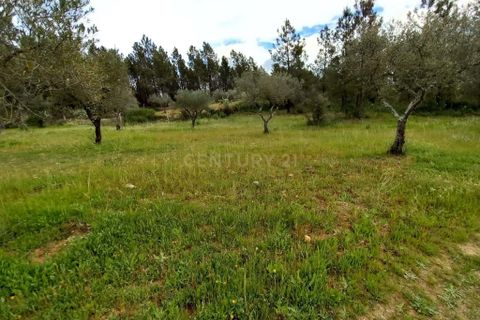 Terra a Ninho do Acor, Castelo Branco, Ninho do Acor - € 27.500 | Ref: C0434-00709 - foto 8