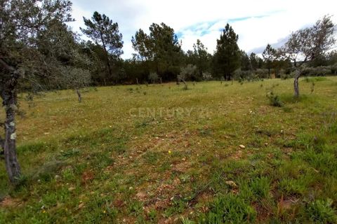 Terra a Ninho do Acor, Castelo Branco, Ninho do Acor - € 27.500 | Ref: C0434-00709 - foto 9