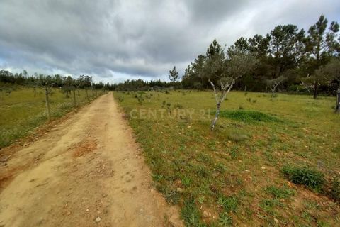 Terra a Ninho do Acor, Castelo Branco, Ninho do Acor - € 27.500 | Ref: C0434-00709 - foto 10