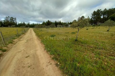 Terra a Ninho do Acor, Castelo Branco, Ninho do Acor - € 27.500 | Ref: C0434-00709 - foto 12