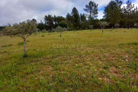 Terra a Ninho do Acor, Castelo Branco, Ninho do Acor - € 27.500 | Ref: C0434-00709 - foto 13