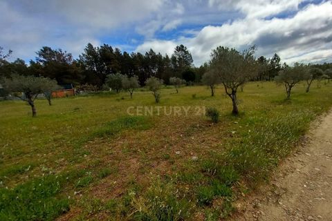 Terra a Ninho do Acor, Castelo Branco, Ninho do Acor - € 27.500 | Ref: C0434-00709 - foto 15