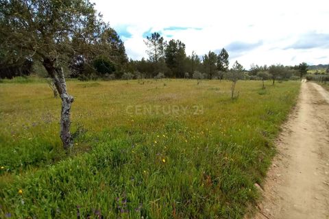 Terra a Ninho do Acor, Castelo Branco, Ninho do Acor - € 27.500 | Ref: C0434-00709 - foto 16