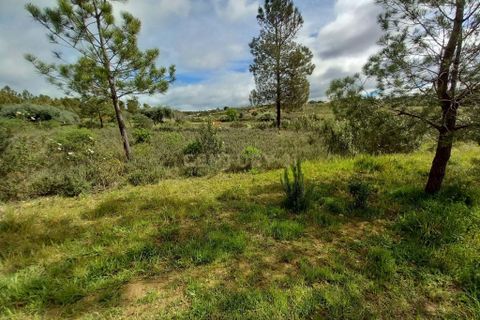 Terra a Ninho do Acor, Castelo Branco, Ninho do Acor - € 27.500 | Ref: C0434-00709 - foto 17