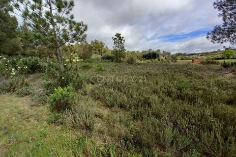 Terra a Ninho do Acor, Castelo Branco, Ninho do Acor - € 27.500 | Ref: C0434-00709 - foto 19