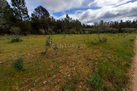 Terra a Ninho do Acor, Castelo Branco, Ninho do Acor - € 27.500 | Ref: C0434-00709 - foto 11
