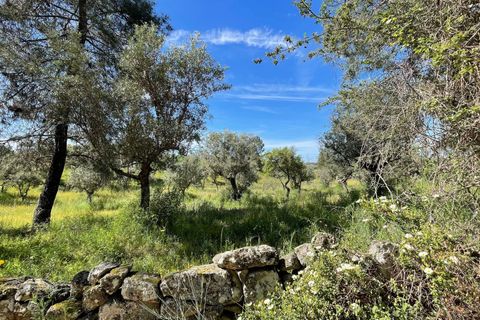 Tomt i Escalos de Cima e Lousa, Castelo Branco, Escalos de Cima e Lousa - € 41 000 | Ref: C0434-00767 - foto 5