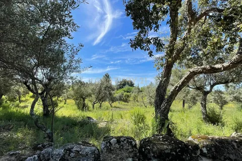 Tomt i Escalos de Cima e Lousa, Castelo Branco, Escalos de Cima e Lousa - € 41 000 | Ref: C0434-00767 - foto 7