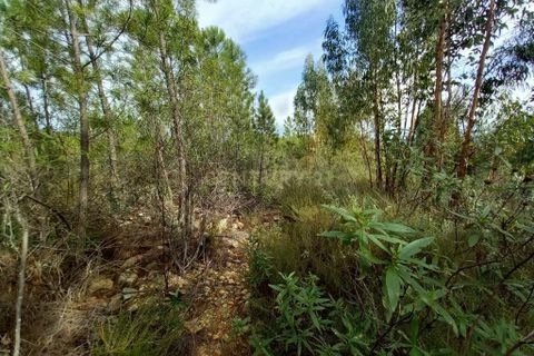 Helårsgrund i Castelo Branco, Castelo Branco, Castelo Branco - € 6.500 | Ref: C0434-00889 - foto 4