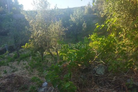 Helårsgrund i Castelo Branco, Castelo Branco, Castelo Branco - € 7.500 | Ref: C0434-00815 - foto 6