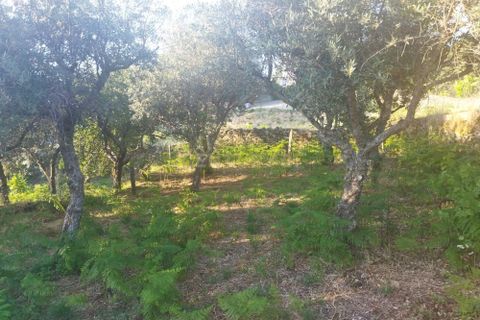 Helårsgrund i Castelo Branco, Castelo Branco, Castelo Branco - € 7.500 | Ref: C0434-00815 - foto 8