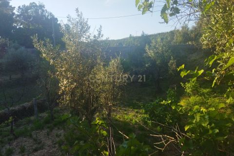 Helårsgrund i Castelo Branco, Castelo Branco, Castelo Branco - € 7.500 | Ref: C0434-00815 - foto 14