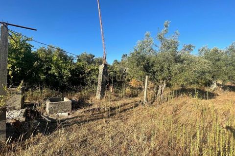 Terra a A do Bispo, Castelo Branco, A do Bispo - € 9.900 | Ref: C0434-00826 - foto 2