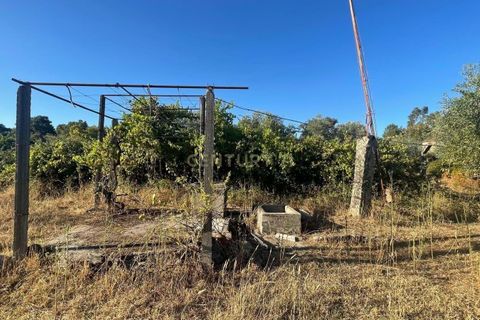 Terra a A do Bispo, Castelo Branco, A do Bispo - € 9.900 | Ref: C0434-00826 - foto 3