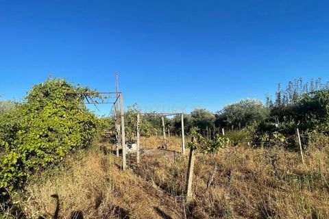 Terra a A do Bispo, Castelo Branco, A do Bispo - € 9.900 | Ref: C0434-00826 - foto 5