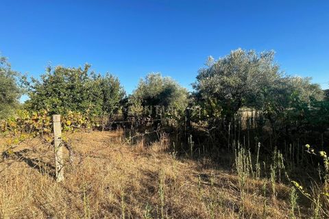 Terra a A do Bispo, Castelo Branco, A do Bispo - € 9.900 | Ref: C0434-00826 - foto 8