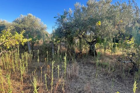 Terra a A do Bispo, Castelo Branco, A do Bispo - € 9.900 | Ref: C0434-00826 - foto 9