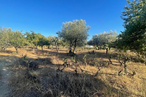 Terra a A do Bispo, Castelo Branco, A do Bispo - € 9.900 | Ref: C0434-00826 - foto 10