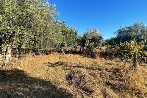 Terra a A do Bispo, Castelo Branco, A do Bispo - € 9.900 | Ref: C0434-00826 - foto 11