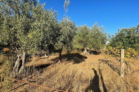 Terra a A do Bispo, Castelo Branco, A do Bispo - € 9.900 | Ref: C0434-00826 - foto 12