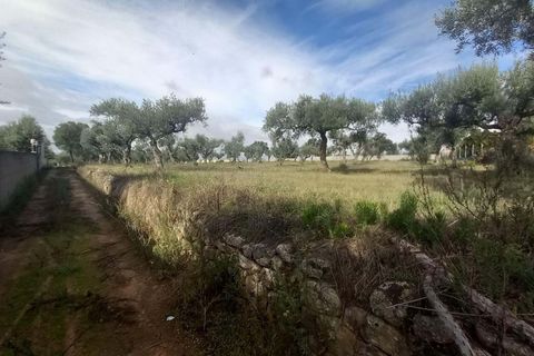 Helårsgrund i Castelo Branco, Castelo Branco, Castelo Branco - € 27.500 | Ref: C0434-00879 - foto 2