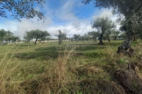 Helårsgrund i Castelo Branco, Castelo Branco, Castelo Branco - € 27.500 | Ref: C0434-00879 - foto 5